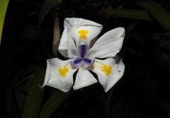 Dietes