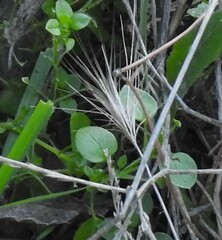 Hordeum murinum leporinum