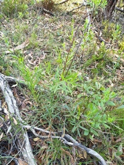 Acacia verniciflua