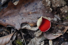 Sarcoscypha austriaca