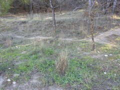 Dactylis glomerata hispanica