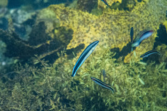 Aspidontus taeniatus