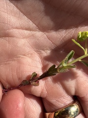 Euphorbia spathulata