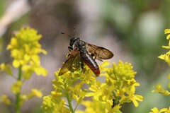 Trichiosoma triangulum