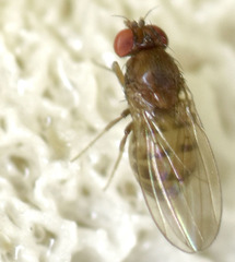 Drosophila putrida
