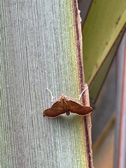 Endotricha pyrosalis