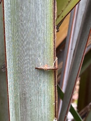 Endotricha pyrosalis