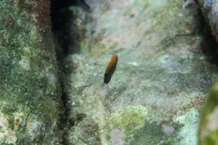 Pomacentrus bankanensis