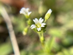 Cerastium brachypodum