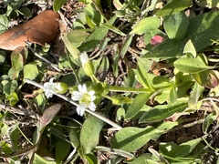 Cerastium brachypodum
