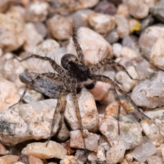 Arctosa perita