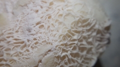 Bacillus subtilis