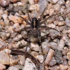 Arctosa perita