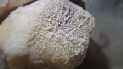 Bacillus subtilis