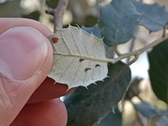 Contarinia ilicis