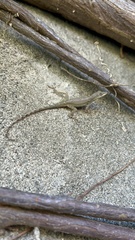 Anolis opalinus