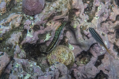 Thalassoma
