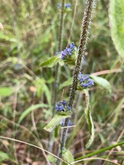 Campanula cervicaria
