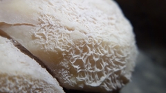Bacillus subtilis
