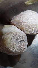 Bacillus subtilis