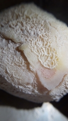 Bacillus subtilis