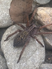Mituliodon tarantulinus