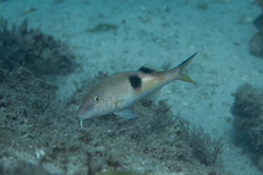 Parupeneus pleurostigma