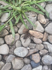 Mituliodon tarantulinus