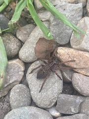 Mituliodon tarantulinus