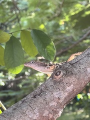 Anolis lineatopus