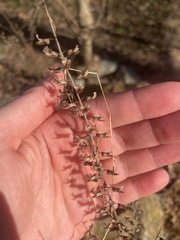 Perilla frutescens