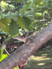 Anolis lineatopus