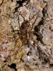 Anyphaena accentuata