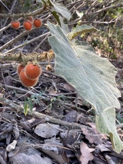 Solanum candidum