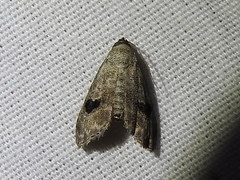 Abablemma brimleyana