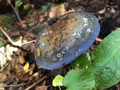 Stephanopus stropharioides