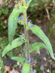 Campanula cervicaria