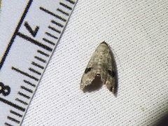 Abablemma brimleyana