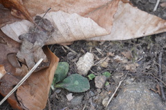 Micranthes virginiensis