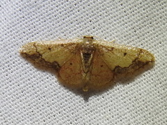 Idaea kendallaria