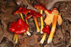 Hygrocybe acutoconica microspora