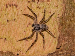 Philodromus margaritatus