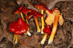 Hygrocybe acutoconica microspora