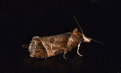 Phtheochroa