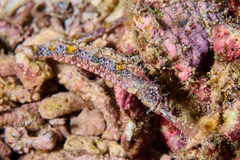 Halicampus macrorhynchus