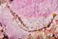 Halicampus macrorhynchus