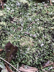 Cladonia apodocarpa