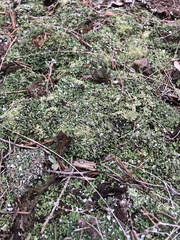 Cladonia apodocarpa