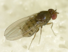 Drosophila putrida