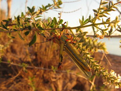 Zoniopoda tarsata